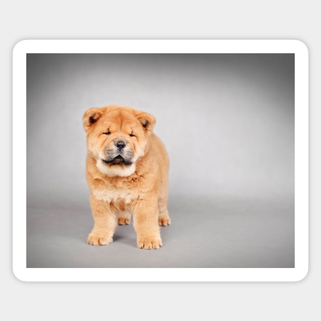 Chow chow  puppy Sticker by PetsArt